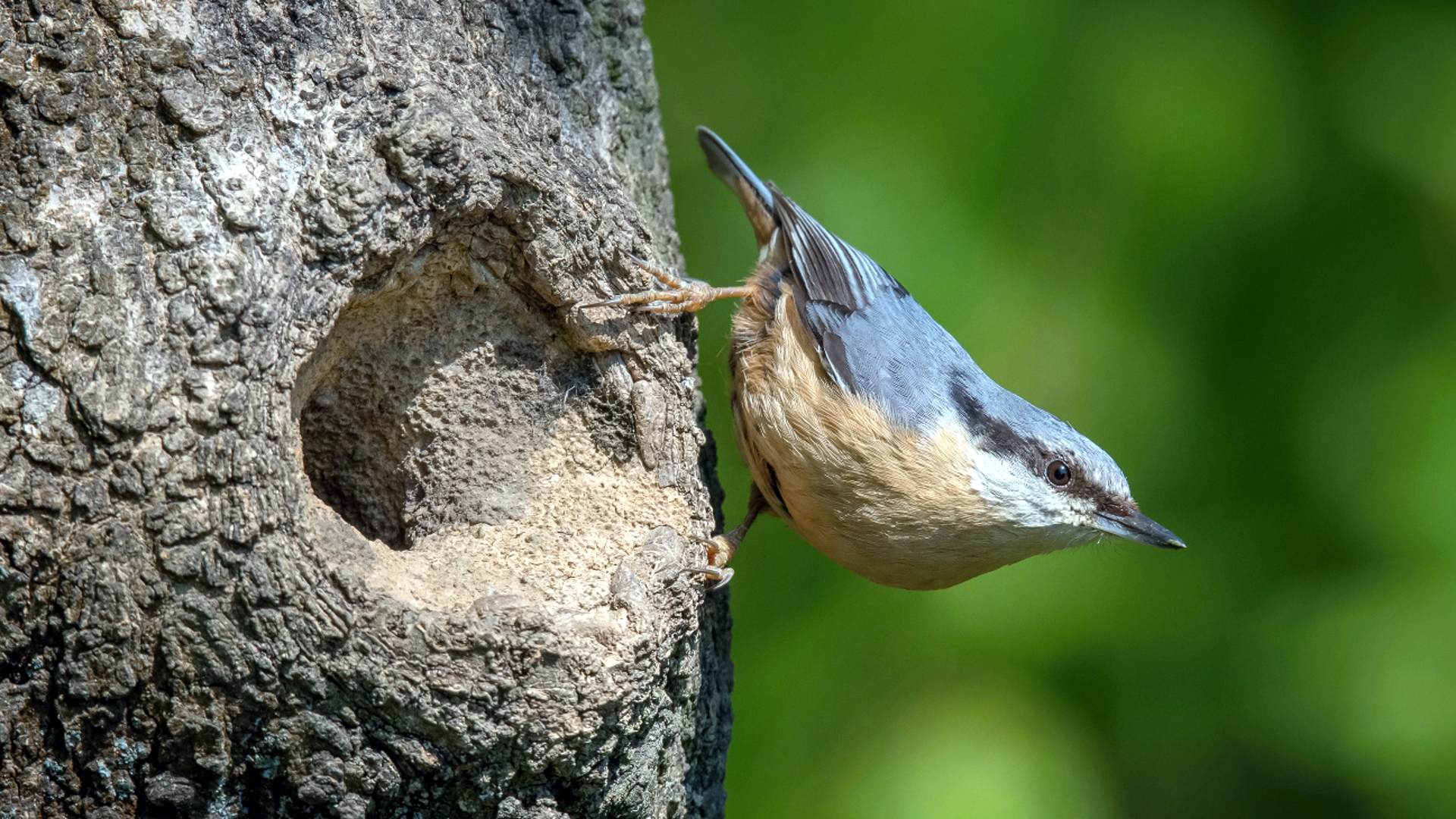 Eurasian Nuthatch (Sitta europaea)